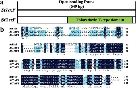 Figure 1. Gene structure and protein alignment analyses. (a) Structure of StTrxF and StTrxF. (b) Amino-acid sequence alignment of StTrxF with Arabidopsis AtTrxF1 and AtTrxF2.