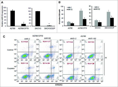 Figure 2. The MIR152 mimic sensitizes ovarian cancer cells to cisplatin-mediated cell death. (A) MIR152 expression levels in A2780/CP70, A2780, SKOV3 and SKOV3/DDP cells were determined by Taqman RT-PCR. (B) Cells were transfected with the MIR152 mimic or miR-control MIR-C for 48 h and reseeded into 96-well plates followed by cisplatin treatments at various concentrations for 72 h. Cell viability was measured by MTT assay. The IC50 of cisplatin in these cells was presented as mean ± SD. * Indicates significant difference compared with control (P < 0.05). (C) A2780/CP70 cells were transfected with the MIR152 mimic or control MIR-C for 48 h, followed by cisplatin treatments (50 μM, 12 h). A2780 cells were transfected with ANTI-152 or control ANTI-C for 48 h, followed by cisplatin (25 μM, 12 h) treatments. Cell death was measured by ANXA5 and PI staining. The number of apoptotic and secondary necrotic cells is shown as the sum of ANXA5-positive and ANXA5 and PI double-positive cells and is presented as mean ± SD from 3 independent experiments. * Indicates significant difference compared with MIR-C without cisplatin treatment (P<0.05). # Indicates significant difference compared with MIR152 without cisplatin treatment (P < 0.05).