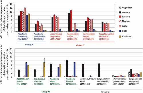 Figure 2. Concentration of butyrate in culture supernatants of 14 butyrate producers in the presence of each oligosaccharide (0.5%, w/v) after incubation of 72 h. Bars and error bars indicate means and standard deviations from triplicates, respectively. Groups A, F, XR, and N correspond to the metabolic groups shown in Figure 1