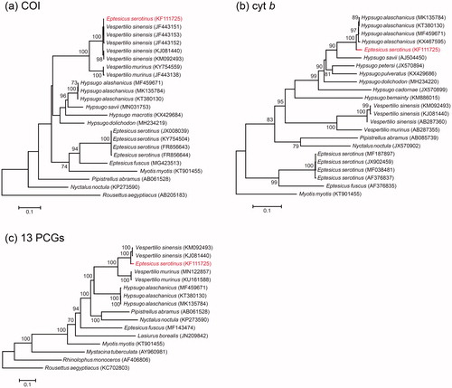 Figure 1. ML phylogenies of vespertilionid bats and selected outgroups based on (a) COI (698 bp), (b) cytochrome b (1140 bp) and (c) mitogenomes (13 PCGs, trimmed with GBLOCKS; 11,328 bp). Numbers along branches represent bootstrap support values (>70%) based on 1000 pseudoreplications. Note that KF111725 (Eptesicus serotinus) clustered with Vespertilio sinensis in the COI gene tree, but with Hypsugo alashanicus in the cytochrome b gene tree.