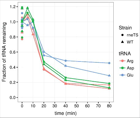 Figure 2. tRNA degradation at the onset of amino acid starvation occurs with similar kinetics in rneTS and WT strains at the nonpermissive temperature. Transfer RNA counts were quantified from a northern blot as described for Fig. 1, except that MG1655 rph+ rne-3071 zce-726::Tn10 (rneTS) and MG1655 rph+ zce-726::Tn10 (WT) were grown at 30°C and shifted to 43°C five minutes after the induction of starvation. The generation times in steady state at 30°C were 75 min for rneTS and 80 min for WT.