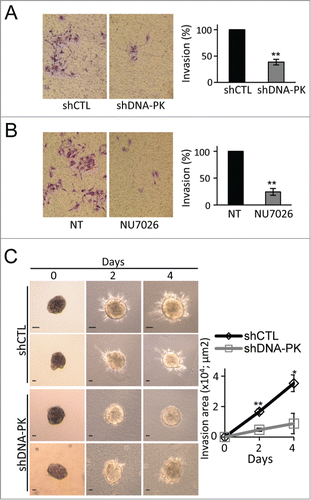 Figure 4. The depletion or inhibition of DNA-PKcs impairs melanoma cell invasion. Matrigel invasion by SK28 human melanoma cells (A) transformed with shCTL or shDNA-PK, or (B) incubated in the presence of DNA-PK inhibitor (10 μM NU7026). The graphs show the mean percentage invasion ± SEM for each set of conditions, normalized with respect to control conditions (n=3 , each experiment conducted in duplicate or triplicate). Representative fields from the bottom of the filter are shown and the percentage invasive cells is shown on the right. (C) Inhibition of SK28 spheroid invasion after DNA-PKcs-depletion. Spheroids from shCTL-treated or shDNA-PK-treated SK28 cells were embedded into collagen I for 3-dimensional invasion assays. Representative images of SK28 spheroid invasion obtained just after embedding in collagen (0 days), and 2 and 4 d after embedding, from left to right. Scale bar: 20 μm. The graph shows the mean invasion area ± SEM (shCTL, n= 5 and shDNA-PK, n=6 ), as measured by time-lapse microscopy and calculated with ImageJ software. The significance of differences was assessed in Mann-Whitney tests. *P < 0.05, **P < 0.005.
