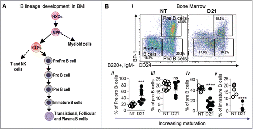 Figure 5. Melanoma growth blocks B cell development at the Pro B cell stage: (A) Schematic showing B cell development from the level of CLPs. (Bi) Various stages of B cell generation in the BM were identified using CD24 and BP-1 (Ly51) marker within the B220+, IgM- cells in the BM. Cells were gated as PrePro B cells (CD24-, BP-1+), Pro B cells (CD24+, BP-1-) and Pre B cells (CD24+, BP-1+). Immature B cells were gated as B220+, IgM+ and IgD- cells. (ii-v) Proportions of PrePro B cells, Pro B cells, Pre B cells and immature B cells in the BM of NT and B16-F10 melanoma bearing mice 21 days post tumor implantation (D21) are shown. Data was analyzed by Student's t-test. Mean ± SD are shown. ****p < 0.001.
