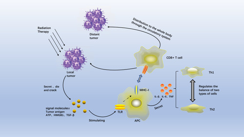 Figure 1 The potential mechanisms underlying the occurrence of the abscopal effect.