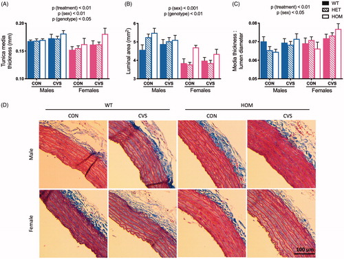 Figure 5. Chronic variable stress induced markers of vascular remodeling independent of genotype. Descending aortas were collected and fixed in formalin after 31 days of CVS, and a 2-3 mm piece was embedded in paraffin and stained with Masson’s trichrome. Exposure to chronic variable stress (CVS) increased tunica media thickness compared to unstressed littermate controls (CON) (A), with additional effects of sex and genotype such that larger rats exhibited larger thicknesses (also see Figure 4(C)). CVS did not significantly affect luminal area (B), but this also increased with larger rats. Lastly, CVS increased the media thickness: lumen diameter ratio (C) independent genotype. Representative images of aortas are shown in (D). WT: wild type; HET: heterozygous mutant; HOM: homozygous mutant. Data presented as mean ± SEM., 3-way ANOVA, n = 3-9/sex/genotype/treatment.