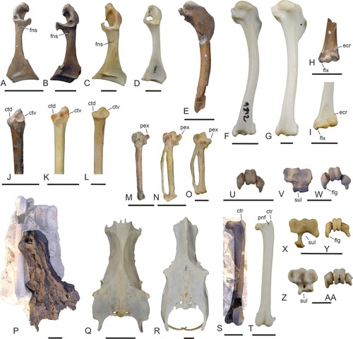 FIGURE 8. Comparison of selected postcranial elements of the Masillaraptoridae, crown group Falconiformes, and crown group Cariamiformes. A–D, coracoid (dorsal view) of A, Masillaraptor cf. parvunguis (NMS.Z.2021.40.14), B, Danielsraptor phorusrhacoides (NMS.Z.2021.40.13), C, Caracara plancus (Falconiformes; SMF 3462), and D, Cariama cristata (Cariamiformes; SMF 1862). E–G, right humerus (caudal view) of E, Ma. cf. parvunguis (NMS.Z.2021.40.14), F, Micrastur ruficollis (Falconiformes; SMF 9812), and G, C. cristata (SMF 1862). H, I, distal end of left humerus (cranial view) of H, Ma. cf. parvunguis (NMS.Z.2021.40.14) and I, Mi. ruficollis (SMF 9812). J–L, proximal end of right ulna (cranial view) of J, Ma. cf. parvunguis (NMS.Z.2021.40.14), K, Mi. ruficollis (SMF 9812), and L, C. cristata (SMF 1862). M–O, left carpometacarpus of M, Ma. cf. parvunguis (NMS.Z.2021.40.15), N, Mi. ruficollis (SMF 9812; right side, mirrored), and O, C. cristata (SMF 1862; right side, mirrored). P–R, pelvis (dorsal view) of P, D. phorusrhacoides (holotype, NMS.Z.2021.40.12; surrounding matrix digitally brightened), Q, Mi. ruficollis (SMF 9812), and R, C. cristata (SMF 1862). S, T, left femur (cranial view) of S, D. phorusrhacoides (holotype, NMS.Z.2021.40.12; surrounding matrix digitally brightened) and T, Mi. ruficollis (SMF 9812). U–AA, proximal (V, X, Z) and distal (U, W, Y, AA) ends of the right tarsometatarsus of U, Ma. cf. parvunguis (NMS.Z.2021.40.14), V, W, D. phorusrhacoides (holotype, NMS.Z.2021.40.12), X, Y, C. plancus (SMF 6441), and Z, AA, C. cristata (SMF 1862). Abbreviations: ctd, cotyla dorsalis, ctr, crista trochanteris; ctv, cotyla ventralis; ecr, insertion scar for musculus extensor carpi radialis; flg, wing-like flange; flx, processus flexorius, fns, foramen nervi supracoracoidei; pex, processus extensorius; pnf, pneumatic foramen; sul, hypotarsal sulcus. Scale bars equal 10 mm.