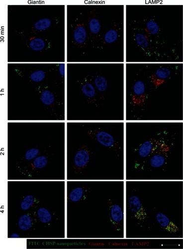 Figure 10 Confocal images of the intracellular trafficking of CHSP NPs at the indicated times using immunofluorescence staining to identify the Golgi apparatus (giantin), endoplasmic reticula (Calnexin), and lysosomes (LAMP2).Notes: The nucleus in each cell was labeled with DAPI staining (blue color). Colocalization of NPs (green color) with either the golgi apparatus (Giantin, red color) or the ER (Calnexin, red color) was not observed. Instead, NPs were found colocalized with lysosomes (LAMP2, yellow color in merged images) at 1 hour. Scale bar = 20 μm.Abbreviations: CHSP, cholesterol-modified pullulan, LAMP2, lysosomal-associated membrane protein 2; NP, nanoparticle.