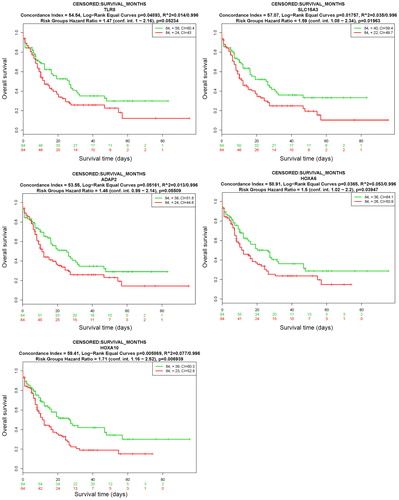 Figure 7. Prognostic analyses of hub genes (TLR8, SLC15A3, ADAP2, HOXA6 and HOXA10) in the AML TCGA dataset based on SurvExpress (n = 168). Kaplan–Meier survival analysis of AML based on the expression of the hub genes. ‘+’ on the right upper figure represents censored samples. The concordance index (CI) and p value of the log-rank test are shown in the figure. Red and green lines indicate the high- and low-risk groups, respectively. The numbers below the x-axis show the death events of individuals over time.