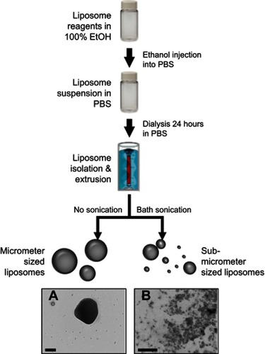 Figure 1 Synthesis scheme used to produce the nanoliposomes used in this study. Reagents were dissolved in ethanol, diluted with PBS, and incubated with RNA. After vigorous stirring, resultant liposomes undergo dialysis for 1 day. Samples are stored at 4°C (with or without sonication). (A and B) demonstrate the multi-model size population nature of synthesized liposomes. Scale bar represents 200 nm in both images.