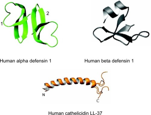 Figure 1 Three-dimensional structures of human antimicrobial peptides.Notes: The Protein Data Bank identification for these structures are 3GNY for dimeric crystal structure of human α-defensin 1 (or human neutrophil peptide-1); 1E4S for human beta defensin 1; and 2K6O for human cathelicidin LL-37 in complex with sodium dodecyl sulfate micelles. Structural coordinates were obtained from the Research Collaboratory for Structural Bioinformatics Protein Databank (http://www.rcsb.org). The significance of ‘1’ and ‘2’is for dimeric crystal structure of human α-defensin 1 (two peptides: ‘1’ and ‘2’, together).