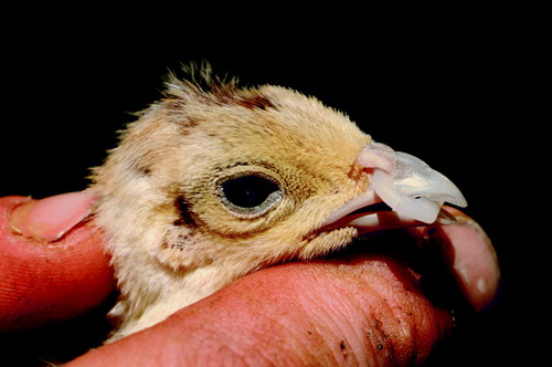Figure 1.  A 3-week-old pheasant poult showing a cataract in the eye. The poult had recently been fitted with a plastic “bit” to prevent feather pecking.