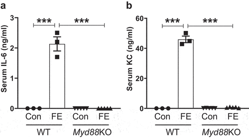 Figure 2. Intestinal extracts from conventional mice failed to induce pro-inflammatory cytokine response in Myd88 deficient mice. Eight-week-old male MyD88-deficient (Myd88KO) mice (n = 5) and their WT littermates (n = 3) were administered FE (2.0 mg equivalent of dry feces weight; i.P.) from conventional mice. Control (Con) mice were given sterile PBS. After 2 h, mice were bled, and hemolysis-free sera were analyzed for (a) IL-6 and (b) KC. Results were expressed as mean ± SEM. Statistical significance calculated using two-way ANOVA with Tukey’s post-hoc test. ***p < 0.01.