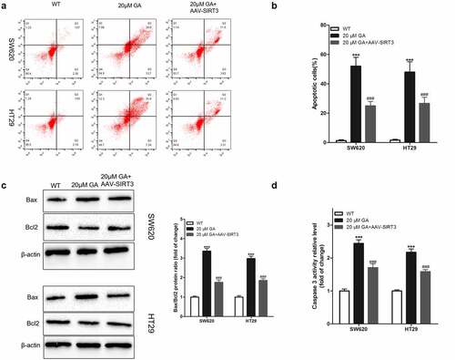 Figure 6. Glycyrrhizic acid induces the apoptosis of colorectal cancer cells by inhibiting SIRT3 in vitro. (a,b) 0 or 20 μmol/L glycyrrhizin stimulated colorectal cancer cells for 24 hours, flow cytometry was used to detect the apoptosis of colorectal cancer cells (a) and statistical comparison (b). (c) Western blot analysis of Bax and Bcl2 protein expression in colorectal cancer cells after stimulating with 0 or 20 μmol/L glycyrrhizic acid for 24 hours. (d) Elisa kit was used to determine the activity of caspase 3 in colorectal cancer cells after stimulating with 0 or 20 μmol/L glycyrrhizic acid for 24 hours. Each test is repeated at least 3 times independently. *** P < 0.001 vs WT group, and ### P < 0.001 vs 20 μM GA group.