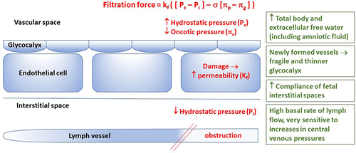 Figure 1 Revised Starling forces describe mechanisms of interstitial fluid accumulation in hydrops fetalis. Red text describes relative direction of different contributors to the equation. Green text describes specific fetal physiology that contribute to susceptibility and development of hydrops fetalis. Data from these studies.Citation7–9