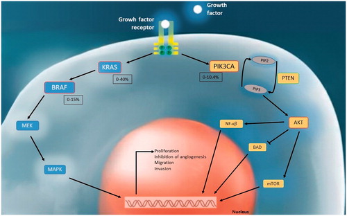 Figure 3. Interaction of intracellular signal transduction pathways and mutation frequency ranges detected in KRAS, BRAF and PIK3CA in human PCa tissues in the literature.