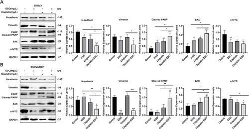 Figure 9 Effects of ESO combined with cisplatin on growth-regulated proteins in ovarian cancer cells. (A and B) Protein expression levels of N-cadherin, vimentin, cleaved PARP, BAX, and c-MYC in SKOV3 and SKOV3/DDP cells after treatment with ESO combined with cisplatin for 24 h. Data represent mean ± SD. *p<0.05, **p<0.01, ***p<0.001.