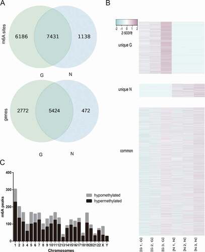 Figure 1. (a) The number of methylation sites and genes of G and N. (b)The methylation difference between N and G. (c) Distribution of differentially methylated m6A sites with significance in chromosomes of high myopia