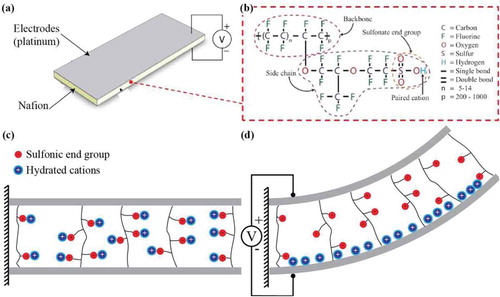 Figure 2. Structure and mechanics of actuation of IPMCs: (a) IPMC composed of platinum electrodes and a Nafion ionomer, (b) molecular composition of Nafion in its acid form (with H+ neutralized end groups), (c) IPMCs, exhibiting even distribution of hydrated cations within the ion-exchange membrane and (d) response of a hydrated IPMC to an applied voltage across its electrodes, exhibiting the migration of hydrated cations towards the cathode and a resulting bending towards the anode. Figures (a) and (b) taken with permission from [Citation222].