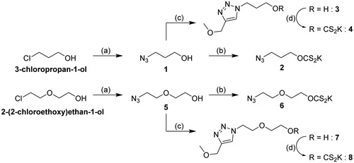Scheme 1. Synthesis of the monovalent analogues. Reagents and conditions: (a) NaN3, H2O, 18 h, 80 °C (1: from 3-chloropropan-1-ol, 95%; 5: from 2-(2-chloroethoxy)ethan-1-ol, 99%); (b) CS2, KOH, Et2O, 3 h, r.t. (2: from 1, 82%; 6: from 5, 83%); (c) 3-methoxyprop-1-yne, CuSO4/NaAsc, THF/H2O, o/n, r.t. (3: from 2, 99%; 7: from 6, 99%); (d) CS2, KOH, DMSO/H2O 10:1, 2 h, r.t. (4: from 3, 84%; 8: from 7, 77%).