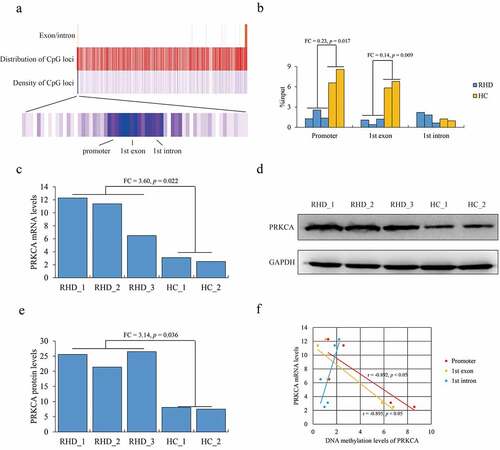 Figure 1. DNA methylation of PRKCA in mitral valve of RHD. (a) the overview of CpG loci distribution within human PRKCA gene. (b) DNA methylation on 5ʹ terminal of PRKCA (promoter, first exon and first intron) in mitral valve of RHD by MeDIP-qPCR assay. (c) PRKCA transcription levels in mitral valve of RHD by qPCR assay. (d) PRKCA protein levels in mitral valve of RHD by WB assay. (e) PRKCA protein levels calculated by gray intensity analysis. (f) the correlation between DNA methylation and PRKCA transcription by pearson correlation analysis. the given data was processed as mean ± standard error and compared between RHD and HC groups by student’s t-test. ‘RHD’: rheumatic heart disease; ‘HC’: healthy control; ‘FC’: fold change