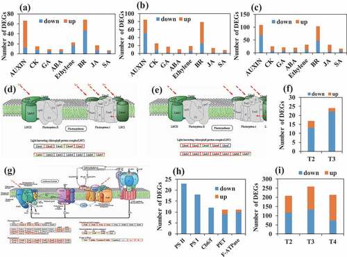 Figure 3. Degrees of significant pathways identified by transcriptome analysis of the high (H) and low (L) fiber fineness ramie varieties during fiber development. (a), (b) and (c) number of DEGs in the pathway of plant hormone signal transduction at the first (T1), second (T2) and third (T3) stage of ramie fiber development, respectively. (d), (e) and (f) DEGs in the pathway of photosynthesis-antenna proteins at the T2 (d) and the fourth (T3) stage (e). The red and green box denotes down- and up-regulated genes, respectively. (g) and (h) DEGs in the pathway of photosynthesis at the T3 stage. The red and green box denotes down- and up-regulated genes, respectively. (l) number of DEGs in the pathway of starch and sucrose metabolism at the T2, T3, and T4 stage.