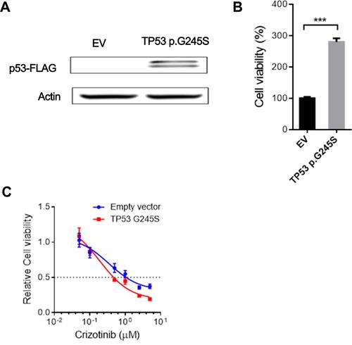 Figure 4 The effect of TP53 G245S mutation on the response of H3122 cells to crizotinib. Statistical significance was determined by unpaired t-tests, ***P<0.001. (A) Western blot of p53 expression in H3122 cells stably expressing wild type TP53 (control, EV) or TP53 G245S mutant. (B) Cell viability assay in control and mutant H3122 cells. (C) Sensitivity of control and mutant H3122 cells to crizotinib.