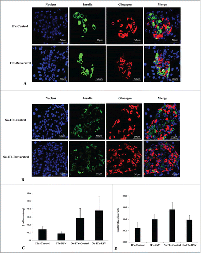 Figure 4. Endogenous β-cell mass and insulin-to-glucagon ratio. Insulin and glucagon immunostaining in the pancreatic tissues of ITx (A) and No-ITx (B) groups. Beta cell mass (C) and the insulin-to-glucagon ratio (D) were not significantly different among the four experimental groups (P value > 0.05, each). Blue, DAPI-stained cell; Green, insulin-positive cells; Red, glucagon-positive cells. Data are expressed as mean ± SE (n = 6 in each group).