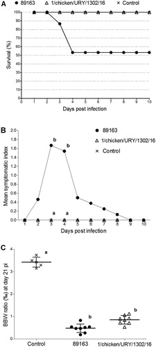 Figure 2. Pathogenicity of the South American dIBDV strain compared to the European very virulent strain 89163. (A) Survival rate of 6-week-old SPF chickens infected intranasally with each strain or mock-inoculated, during a 10-day period post inoculation. (B) Mean symptomatic indexes of chickens recorded within 10 days post infection. (C) Bursa to body weight (BBW) ratios calculated 21 days post infection. Statistically significant differences (P < 0.05) between selected groups are indicated with different lowercase letters.