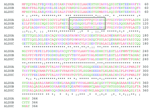 Figure 1. Sequence alignment between the three human aldolase isozymes. Comparison of human aldolase A, B and C amino acid sequences. Sequence 85–102 is boxed. Asterisks (*) represent identical matches in the alignment; colons (:), conserved substitutions; periods (.), semi-conserved substitution. The alignment was performed using the “ClustalW2-Multiple Sequence Alignment” software (www.ebi.ac.uk/Tools/msa/clustalw2).” Red, green, blue and violet correspond to neutral, polar, negative and positive amino acids, respectively.