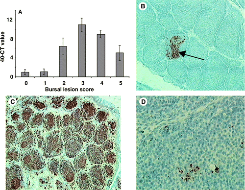 Figure 2. 2A: Relative amount of UK661-specific RNA measured by quantitative RT-PCR (Taqman™) and expressed as the 40–CT value, after adjustment for the 28s ribosomal RNA. The value was related to bursal lesion score. 2B: The VP2 protein of UK661 was first detected at 3 d.p.i. (×100), within the medulla (arrow) of bursal follicles. 2C: The greatest amount of VP2 was detected 5 d.p.i. throughout the entire bursa (×100). 2D: At 14 d.p.i. little VP2 could be detected and productive virus was assumed to be negligible (×400). Values expressed as the mean±standard error of the mean, n=10.