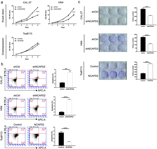 Figure 3. NCAPD2 regulated the proliferation and apoptosis of OSCC cells in vitro. (a) MTT assays comparing the proliferation of NCAPD2-silenced (shNCAPD2) CAL-27 and HN4 cells and NCAPD2-overexpressing (NCAPD2) Tca8113 cell. (b) Flow cytometry was performed to examine the effects of NCAPD2 knockdown on the apoptosis of CAL-27 and HN4 cells and NCAPD2 overexpression on the apoptosis of Tca8113 cells. (c) Colony formation assay was performed to detect the effects of NCAPD2 on the colony formation ability of CAL-27, HN4, and Tca8113 cells. Data are expressed as mean ± SD (n = 3), **p < 0.01, ***p < 0.001.