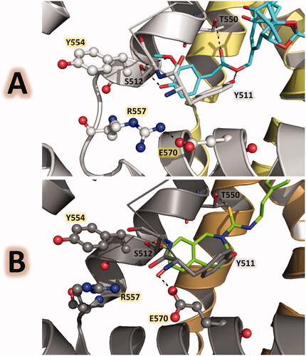 Figure 3. Ligand-protein polar interactions in the TRPV1 vanilloid pocket mediated by agonists and antagonists in PDB structures with codes 5IRX and 5IS0. The residues Y511, S512, T550, Y554, R557, and E570 are in gray stick representation, RTX is in cyan stick representation, and capsazepine is in green stick representation. (A) the vanilloid pocket when the agonist RTX is bound shows the ionic lock between R557 and E570. (B) the vanilloid pocket when the antagonist capsazepine is bound shows the cation-π interaction between R557 and Y554.