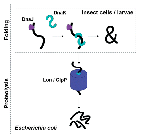 Figure 1 Model of DnaK and DnaJ differential action in bacterial and eukaryotic systems. By rehosting the chaperones to a system lacking orthologs of the bacterial proteases Lon and ClpP, proteolysis can be avoided while keeping the conserved foldase activity of the DnaK/J pair.