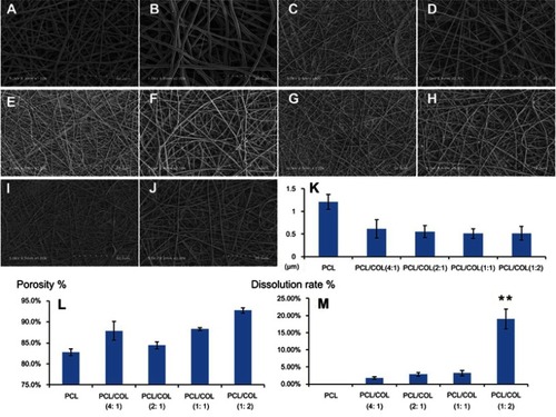 Figure 1 Morphological, physical and chemical properties analysis of nanofiber membranes. Scanning electron microscopic observation of electrospun nanofiber membranes: (A, C, E, G, I) representing PCL, PCL/COL (4:1), PCL/COL (2:1), PCL/COL (1:1), PCL/COL (1:2) respectively, scale bars: 50 µm; (B, D, F, H, J) representing PCL, PCL/COL (4:1), PCL/COL (2:1), PCL/COL (1:1), PCL/COL (1:2) respectively, scale bars: 20 µm. (K) Analysis of the diameters of nanofibers. (L) Porosity measurements using mercury intrusion porosimetry technique. (M) Dissolution rate detection of nanofiber membranes, **p＜0.01.Abbreviations: PCL, polycaprolactone; COL, collagen.