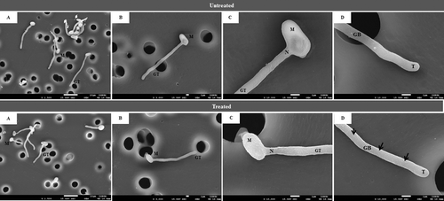 Figure 2. SEM images of germinated cells of hydroxychavicol-treated and untreated C. albicans.