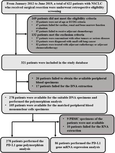 Figure 1 Flowchart of this retrospective study of 289 postoperative patients with NSCLC who had received platinum-based adjuvant chemotherapy.
