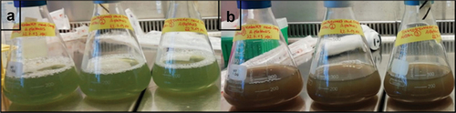 Figure 9. Color change of the brewer’s grains extract medium during cultivation of A. platensis (a) after inoculation and (b) after 214 h of cultivation.