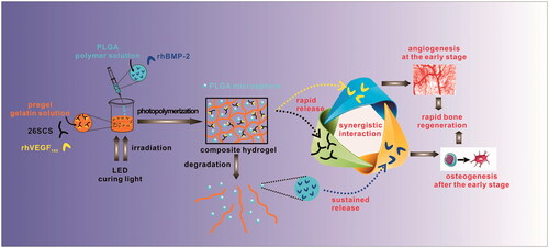 Figure 11. Schematic diagram of the preparation of the GFs-loaded Gel/PMs composite hydrogel and its effect on synergistic GF delivery and bone regeneration.