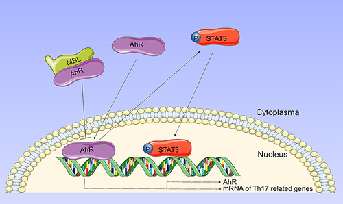 Figure 8 Schematic representation of the mechanism by which MBL regulates Th17 cell differentiation through AhR signaling. Upon activation, AhR translocates to the nucleus and induces the expression of Th17-related transcripts. Besides, activated AhR promotes phosphorylation of STAT3. Phosphorylated STAT3 not only induces expression of Th17-related transcripts, but also promotes AhR expression. MBL interacts with AhR and inhibits AhR translocation, thereby limiting Th17 cell differentiation.