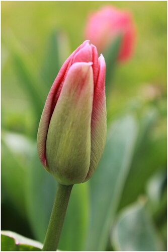 Figure 3. Tulip.