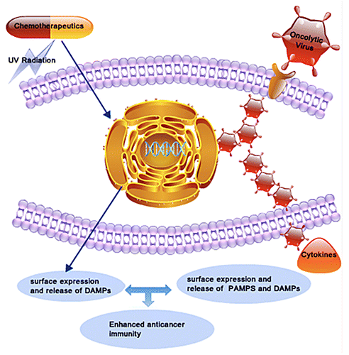 Figure 1. Combinatorial immunochemotherapy based on immunogenic cell death inducers and oncolytic viruses exerts synergistic anticancer activity. Conventional immunogenic cell death (ICD) inducers such as anthracyclines and UV radiation indirectly provoke an endoplasmic reticulum (ER) stress, leading to the release of damage-associated molecular patterns (DAMPs) within the tumor microenvironment. Oncolytic viruses (OVs) overload the protein translation machinery of malignant cells to directly cause an ER stress and potentially release DAMPs. In addition, the replication of OVs within neoplastic lesions leads to release of foreign viral proteins and nucleic acids that activate immune cells to release cytokines. At least theoretically, the combined administration of ICD inducers and OVs might activate synergistic immunological cascades culminating in improved anticancer immune responses.
