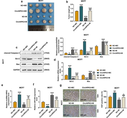 Figure 5. MiR-326 overexpression partially reversed the effect of CircHIPK3 on promoting BCa tumorigenicity in vivo. (a) Representative tumors from nude mice after injection of controls cells or MCF7 cells transfected with miR-326 and /or circHIPK3. (b) Tumor weights were measured. (c) Western blot detected the expressions of Bax, Bcl-2 and cleaved Caspase-3 in tumor from nude mice after the injection of controls cells or MCF7 cells transfected with miR-326 and /or circHIPK3. (d) RT qPCR determined the expressions of Bax, Bcl-2 in tumor from nude mice after the injection of controls cells or MCF7 cells transfected with miR-326 and /or circHIPK3. (e) RT-qPCR detected the expression of circHIPK3 in tumor from nude mice after the injection of controls cells or MCF7 cells transfected with miR-326 and /or circHIPK3. (f) RT-qPCR detected the expression of miR-326 in tumor from nude mice after the injection of controls cells or MCF7 cells transfected with miR-326 and /or circHIPK3. (g) Ki67 expression were determined by immunohistochemistry in each group. GAPDH was used as an internal control. *P < 0.05 or **P < 0.01 or ***P < 0.001 vs. NC+MC; #P < 0.05 or ###P < 0.01 vs. CircHIPK3+ MC; ^^P < 0.01 or ^^^P < 0.001 vs. NC+M. Data are shown as mean±SD, n = 3. NC, negative control; MC, mimic control; M, miR-326 mimic; RT-qPCR, reverse transcription-quantitative polymerase chain reaction