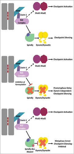 Figure 1. Farneyslation regulates kinetochore recruitment of Spindly. The RZZ complex is required for the kinetochore recruitment of dynein/dynactin (through Spindly) as well as Mad1-Mad2 (unknown mechanism dotted line). Farnesylation inhibition prevents RZZ/Spindly interaction and Spindly dependent dynein/dynactin localization leading to prometaphase delay and dynein independent checkpoint silencing. No silencing occurs when Spindly box point mutants localize but do not recruit dynein/dynactin.