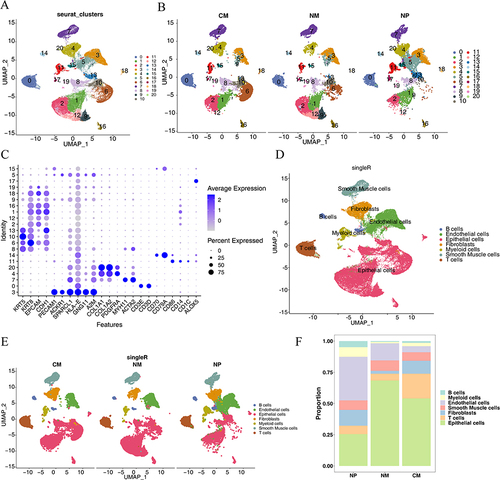 Figure 1 Characterization of cell clusters for all cells. (A) Uniform manifold approximation and projection (UMAP) cell clustering for the entire dataset. (B) UMAP cell clustering for the three groups (CM: nasal mucosa tissue samples from the control group; NM: nasal mucosa tissue samples adjacent to nasal polyps; NP: mucosal tissue samples from nasal polyps). (C) Bubble plots of the expression patterns of various marker genes within cellular clusters. (D) Annotation of cell type marker genes. (E) Annotation of cell type marker genes in CM, NM, and NP. (F) Proportion of each cell type in CM, NM, and NP.