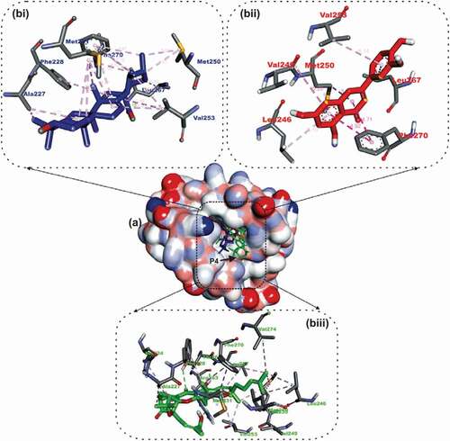 Figure 4. Details of binding mode (a) solvent-accessible surface view (b) interaction view of ligands in BH3 binding pocket of Mcl-1. Stick representations of the Ligands are shown by colors (bi) blue: Ursolic acid (bii) red: luteolin (biii) green: Gambogic Acid (referencer inhibitors).