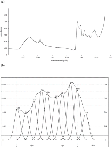 FIGURE 1 Original and self-deconvoluted FTIR spectrum and their curve fitting results of amide I and II of freeze-dried cowpea protein concentrate (for the Cb cultivar).