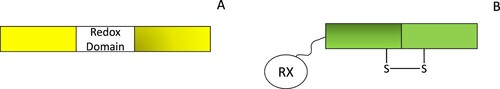 Figure 4. Genetically encoded redox sensors have been developed using circularly permuted fluorescent proteins (A) or redox-sensitive fluorescent proteins (B). Circularly permuted redox proteins contain a redox domain that can bind specific redox species which perturbs their fluorescent output. In contrast, redox-active fluorescent proteins contain a flexible linker region on either the C- or N- terminus and, a redoxin protein (RX) that transfers redox equivalents to redox-sensitive cysteines on the fluorescent protein, affecting probe fluorescence.