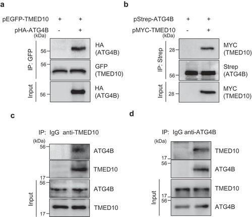 Figure 3. TMED10 interacts with ATG4B in SH-SY5Y cells. (A) SH-SY5Y cells overexpressing GFP-fused TMED10 and HA-tagged ATG4B were immunoprecipitated with anti-GFP antibody conjugated to agarose beads, then the immunoprecipitates were further analyzed by Western blotting with anti-HA and anti-GFP antibodies. (B) SH-SY5Y cells overexpressed pStrep-ATG4B and pMyc-TMED10 were immunoprecipitated with antibody conjugated Strep bead, then the immune-complex were further analyzed by western blotting with anti-Strep and anti-HA antibodies. (C and D) SH-SY5Y cell lysates were immunoprecipitated with anti- TMED10 (C) or anti-ATG4B antibody (D). Subsequently, the immune-complexes were analyzed by western blotting using anti-ATG4B (C) and anti-TMED10 antibody (D).