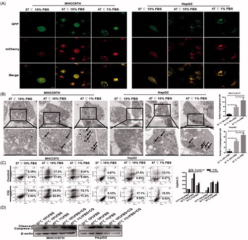 Figure 2. Autophagy was activated in heat-treated surviving HCC cells. Representative images of an increase of autophagic flux indicated by punctate mRFP-EGFP-LC3 fusion protein under confocal microscopy (A) and AVs (black arrows) by TEM and the bar charts indicate quantification (B). Cell apoptosis of heat-treated (47 °C for 10 min) residual HCC cells cultured under ischemic (1% FBS) vs standard (10% FBS) condition in the presence of CQ (10 μM) was detected using flow cytometric analysis (C) and cleaved-caspase-3 (D).