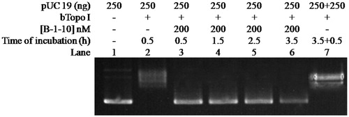 Figure 5. Effects of reaction time on pUC 19 relaxation assay in the presence of B-1–10. The concentration of B-1–10 was kept constant at 200 nM in all of the assay mixtures if added. Assay mixtures containing 50 mM KAc, 20 mM Tris-Ac (pH 8.0), 10 mM Mg(Ac)2, 100 µg/ml BSA, 250 ng pUC 19, 1 U of Btopo I, and each mismatch oligonucleotides were incubated at 37 °C for 0.5 h to 3.5 h from lane 2 to lane 6. In lane 7, additional 250 ng pUC 19 was added and 0.5 h reaction time was prolonged after the reaction reach 3.5 h.